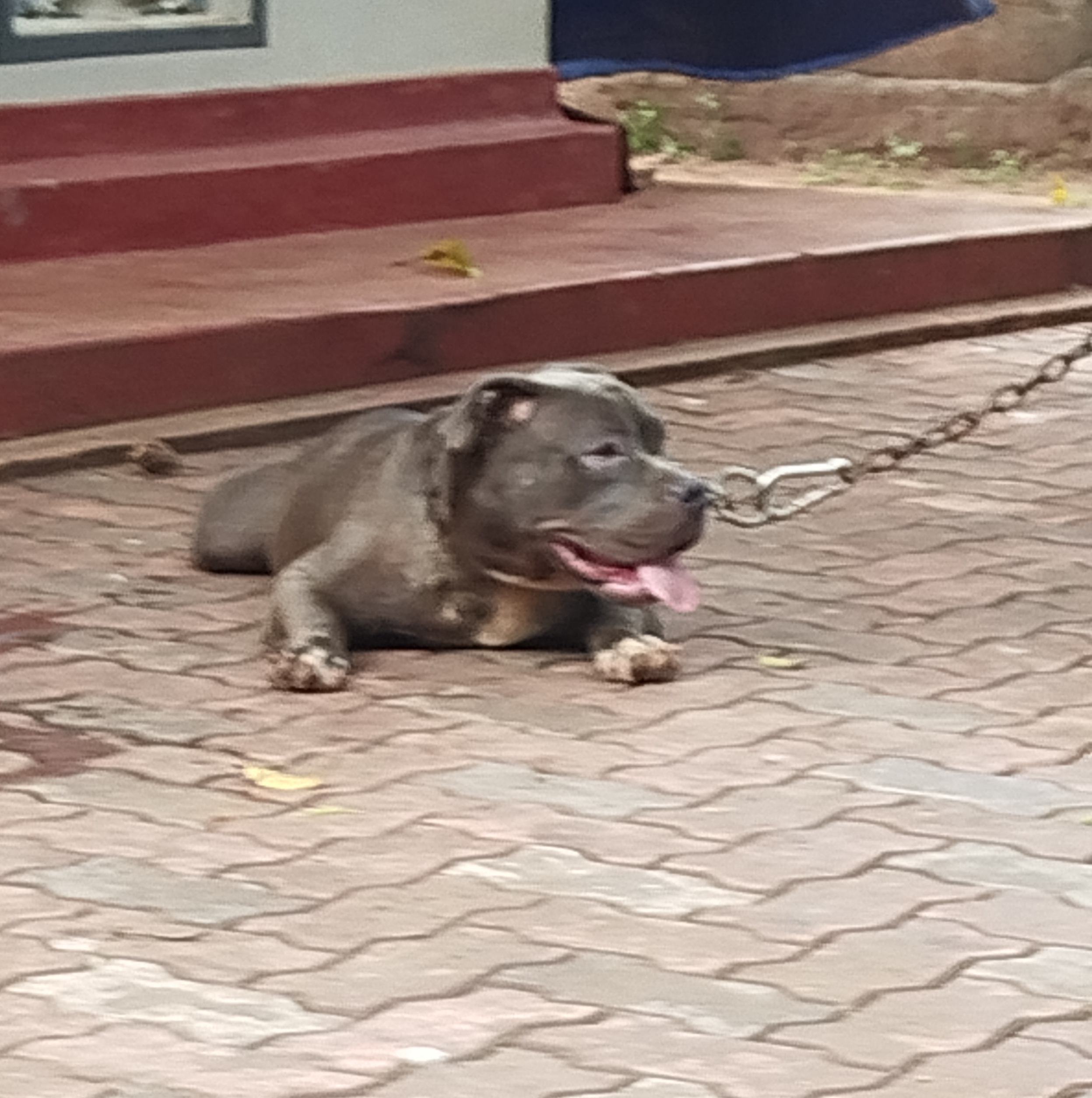 American Pit Bull