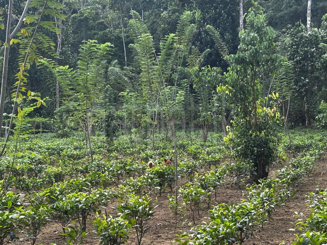 Commercial Land for Sale in Baddegama