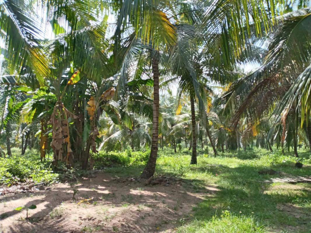 Agricultural Land for Sale in Wellawa