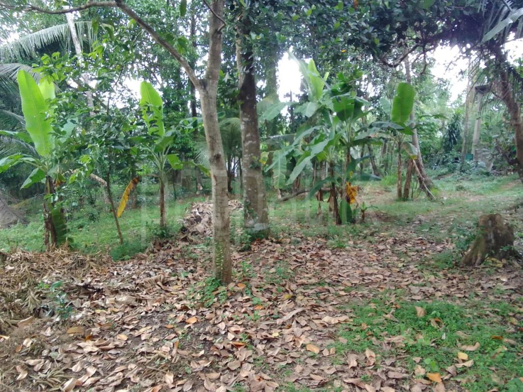 Residential Land for Sale in Makola