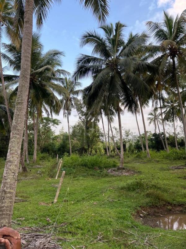 Agricultural Land for Sale in Katupota