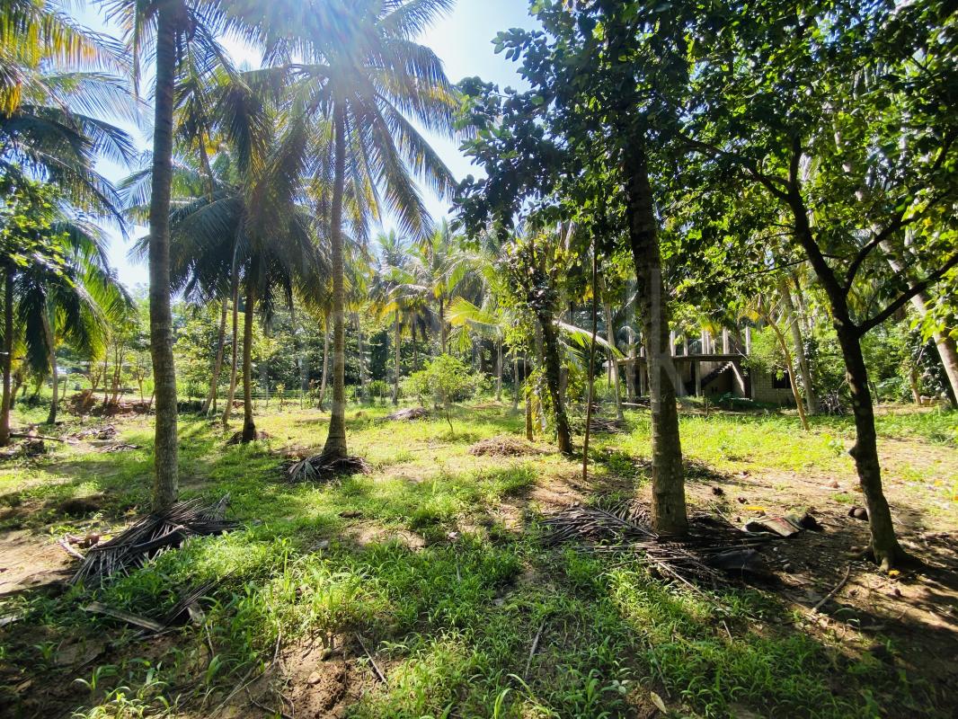 Commercial Land for Sale in Pallebedda ads-image-1