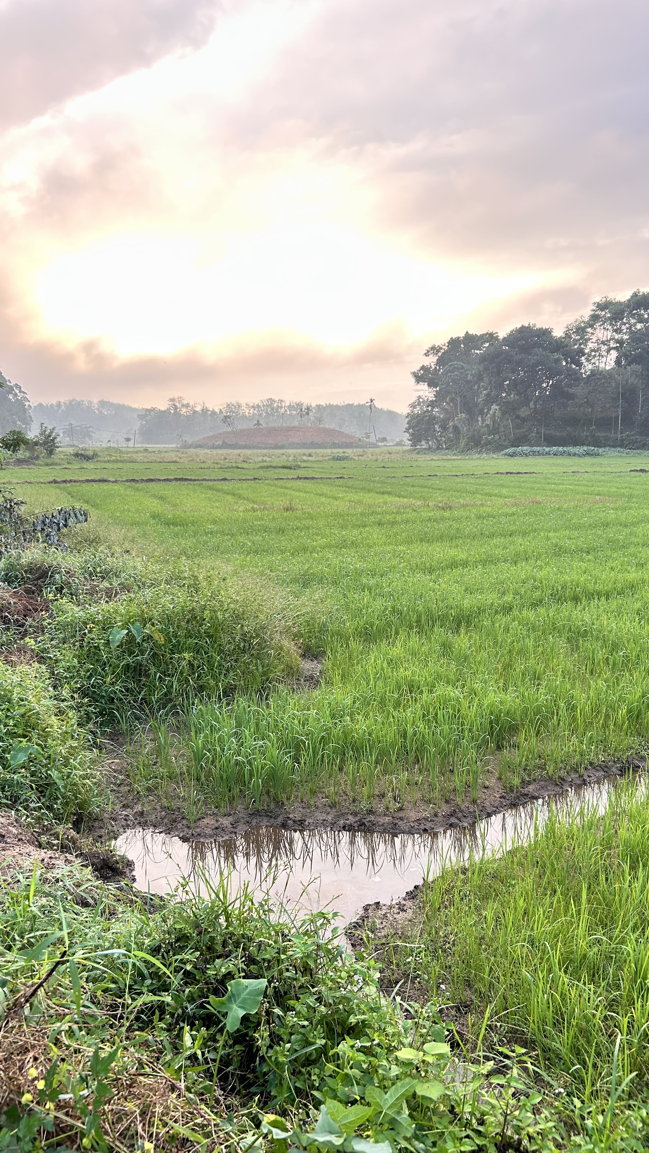 Agricultural Land for Sale in Bulathsinhala