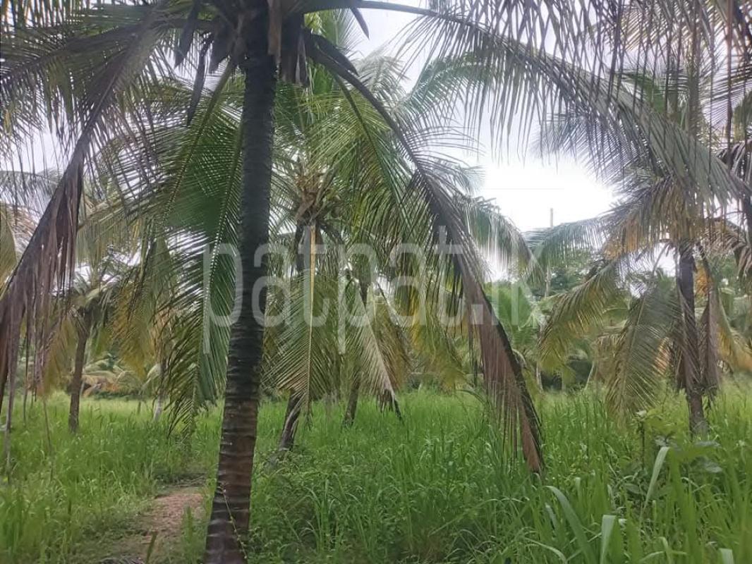 Agricultural Land for Sale in Wariyapola