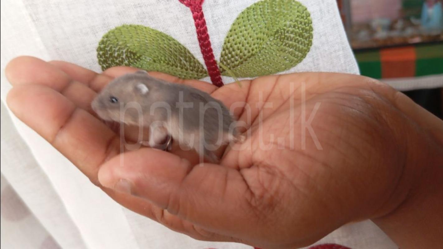 Dwarf hamsters 🐾️
