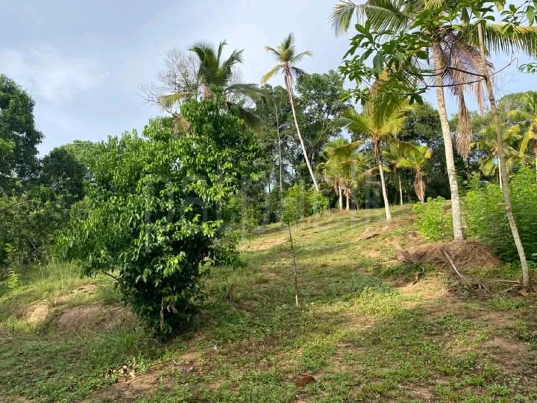 Commercial Land for Sale in Ahangama