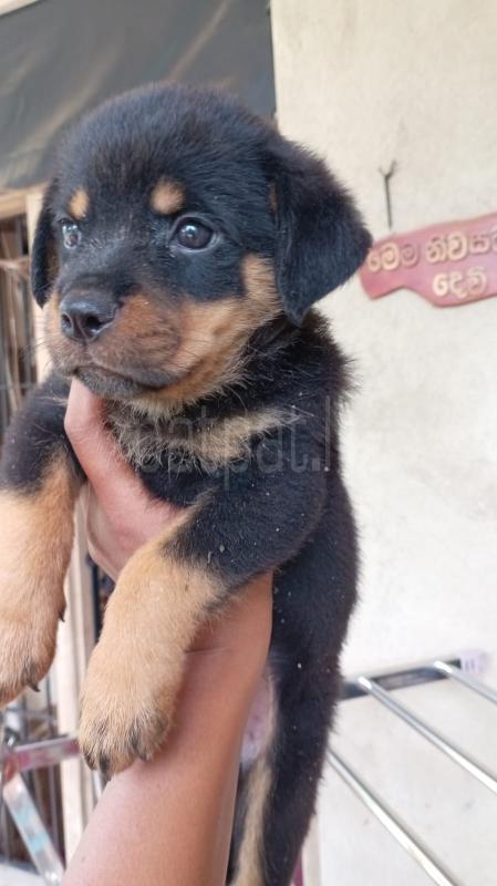 ROTTWAILER ads-image-1