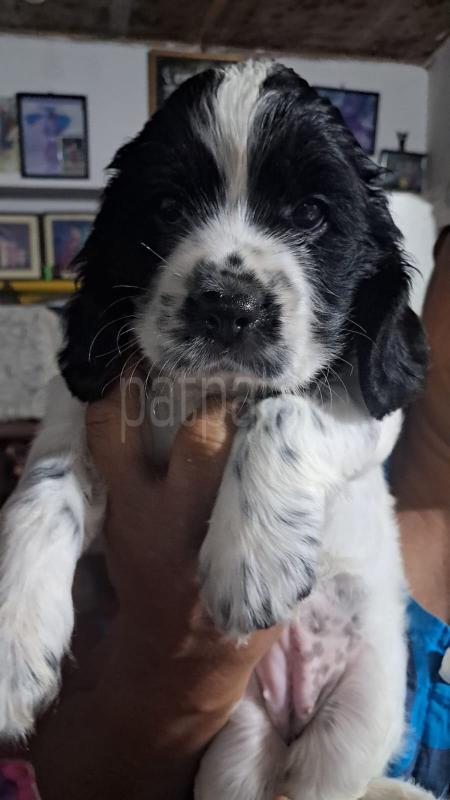 cocker spaniel