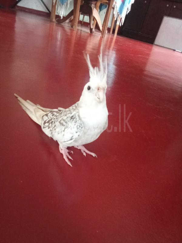 Advertisement image 5