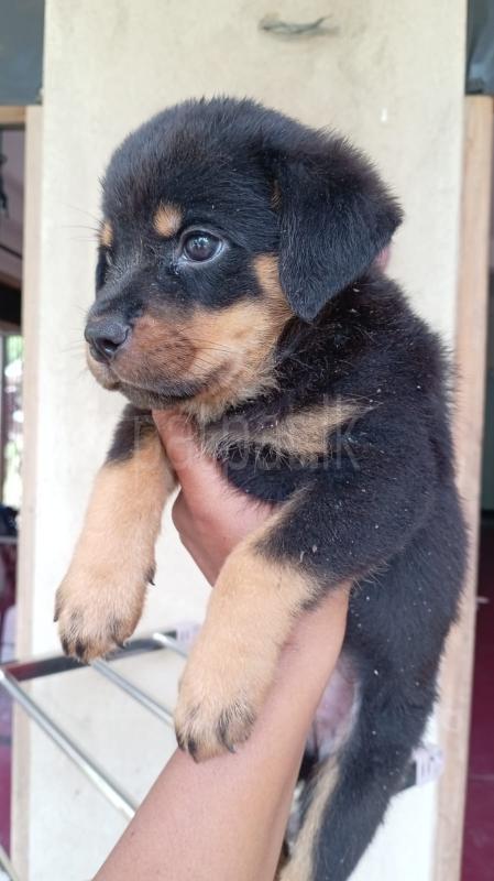 ROTTWAILER