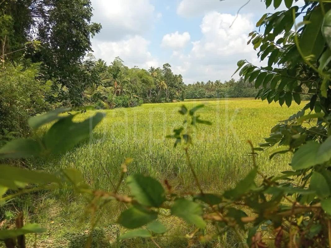 Agricultural Land for Sale in Gampaha ads-image-1