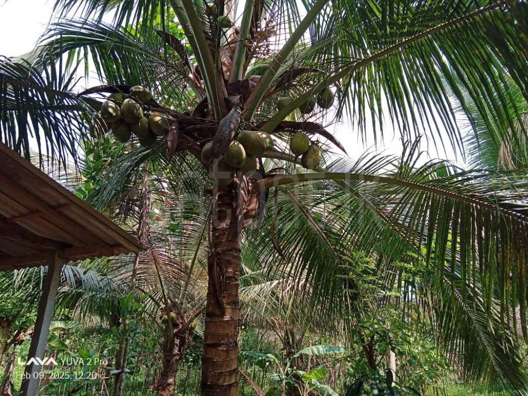 Agricultural Land for Sale in Wariyapola