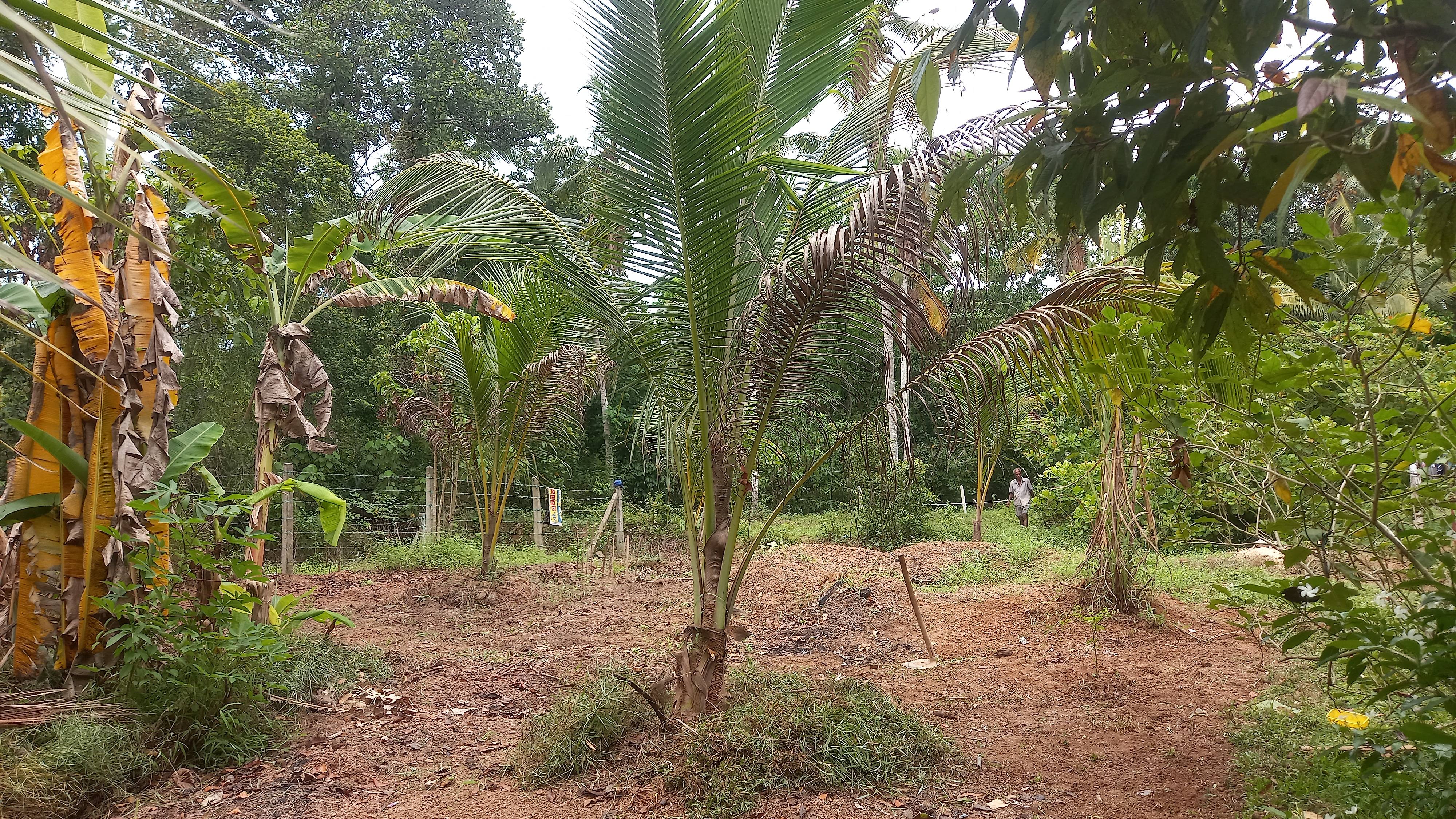 Residential Land for Sale in Horampella