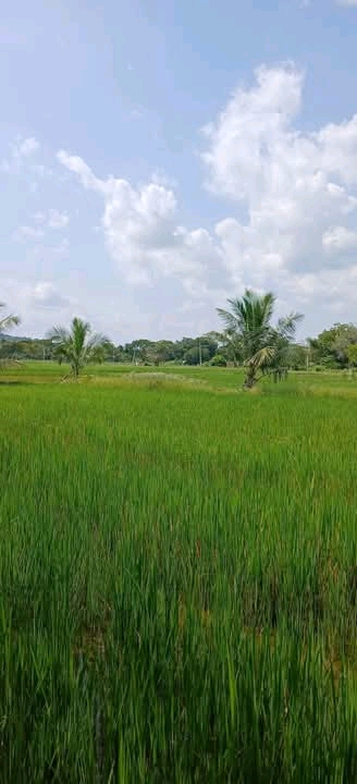 Commercial Land for Sale in Kataragama
