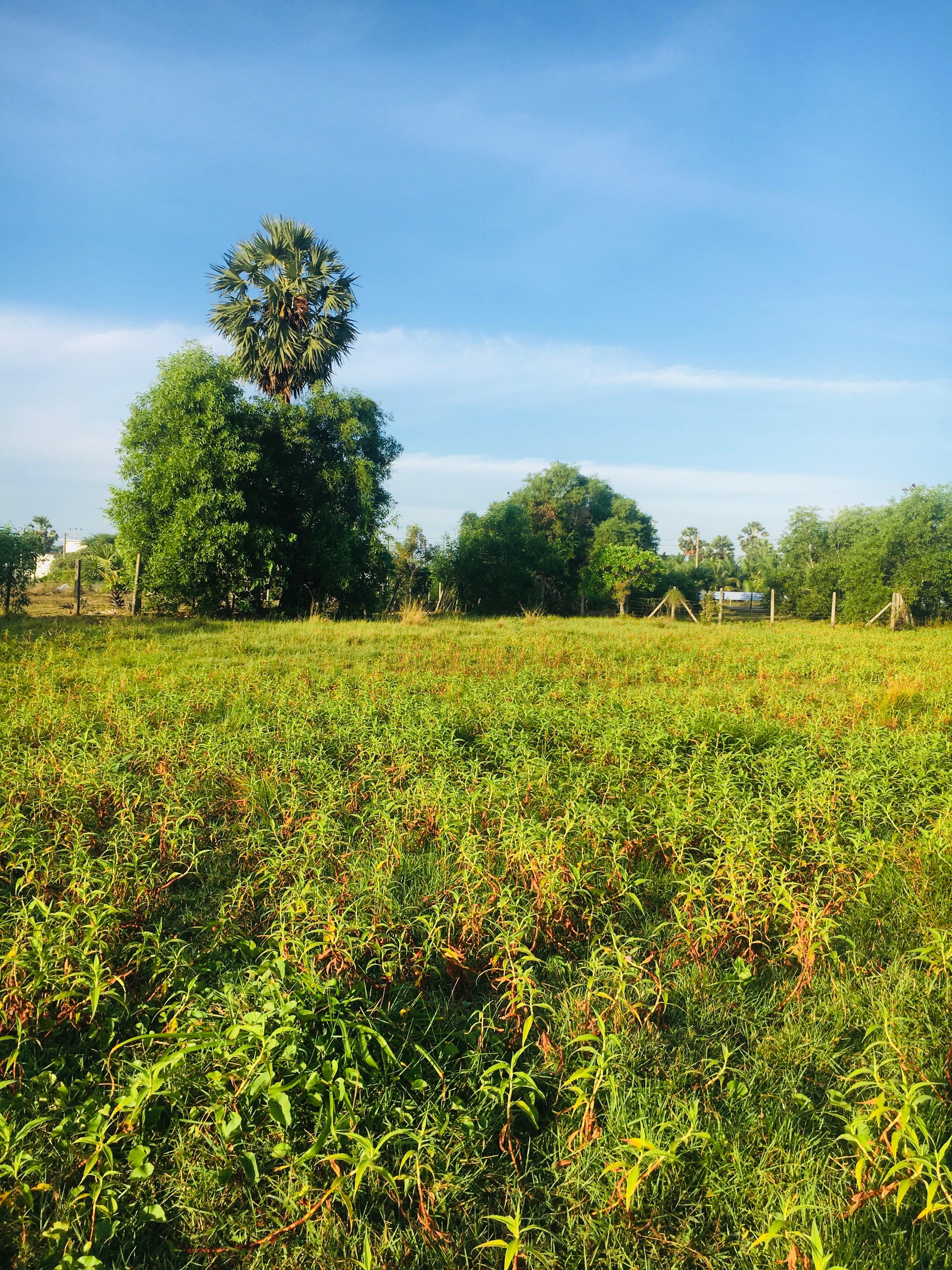 Residential Land for Sale in Valaichenai