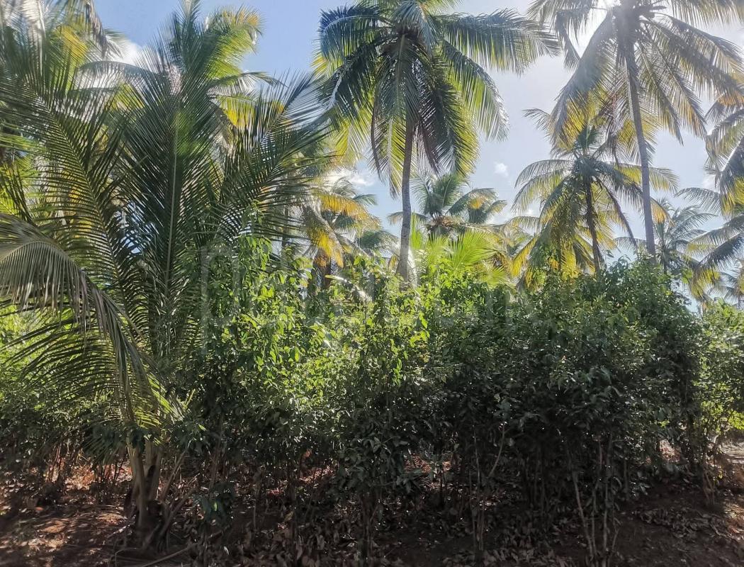 Agricultural Land for Sale in Matale