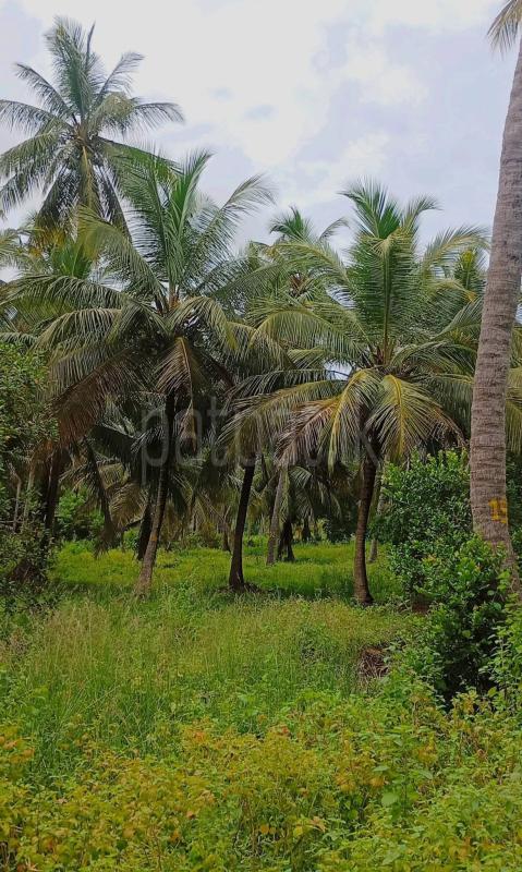 Commercial Land for Sale in Puttalam