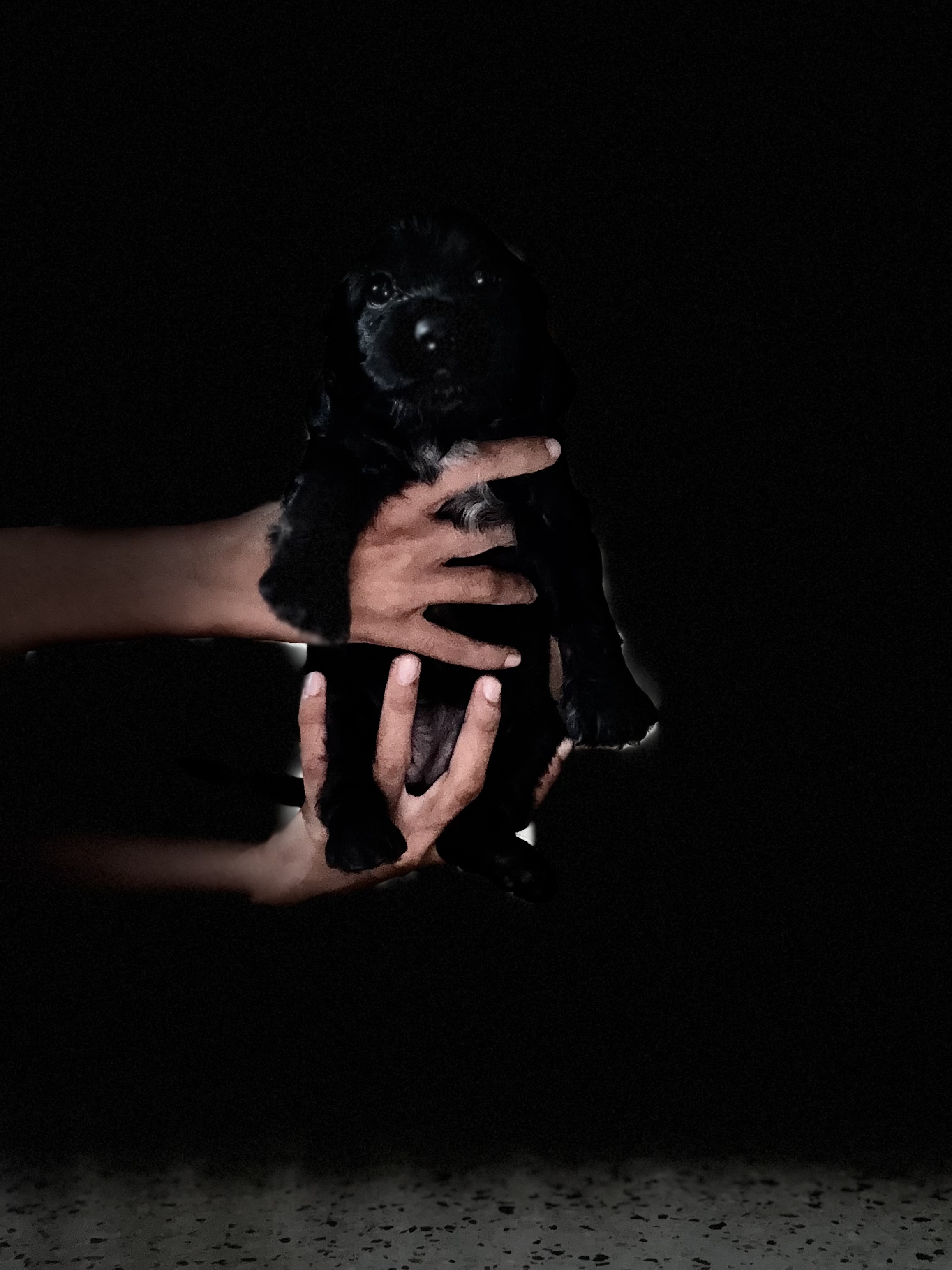 Cocker Spaniel Puppies