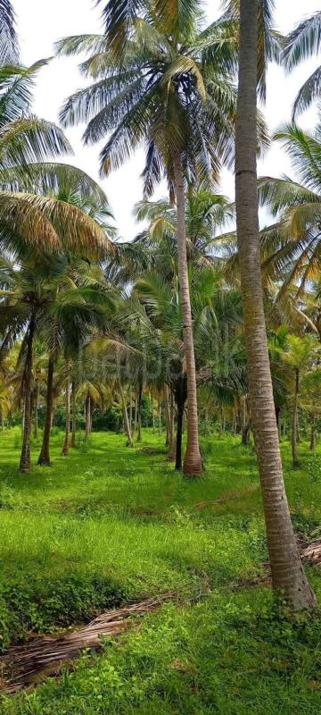 Agricultural Land for Sale in Nikaweratiya