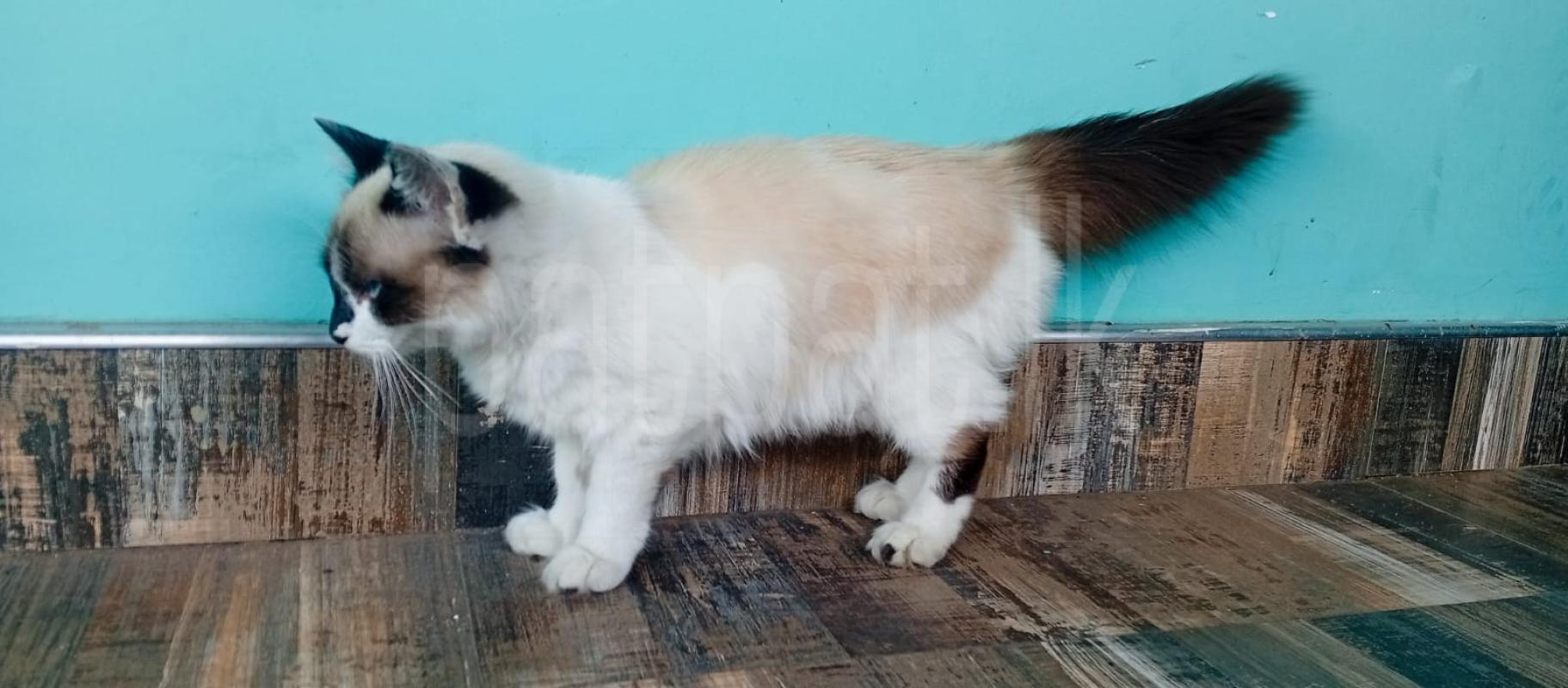 Himalayan