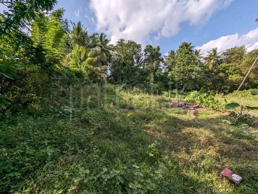 Agricultural Land for Sale in Pamunugama