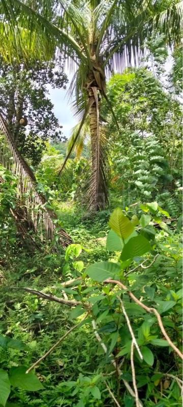 Residential Land for Sale in Hapugala