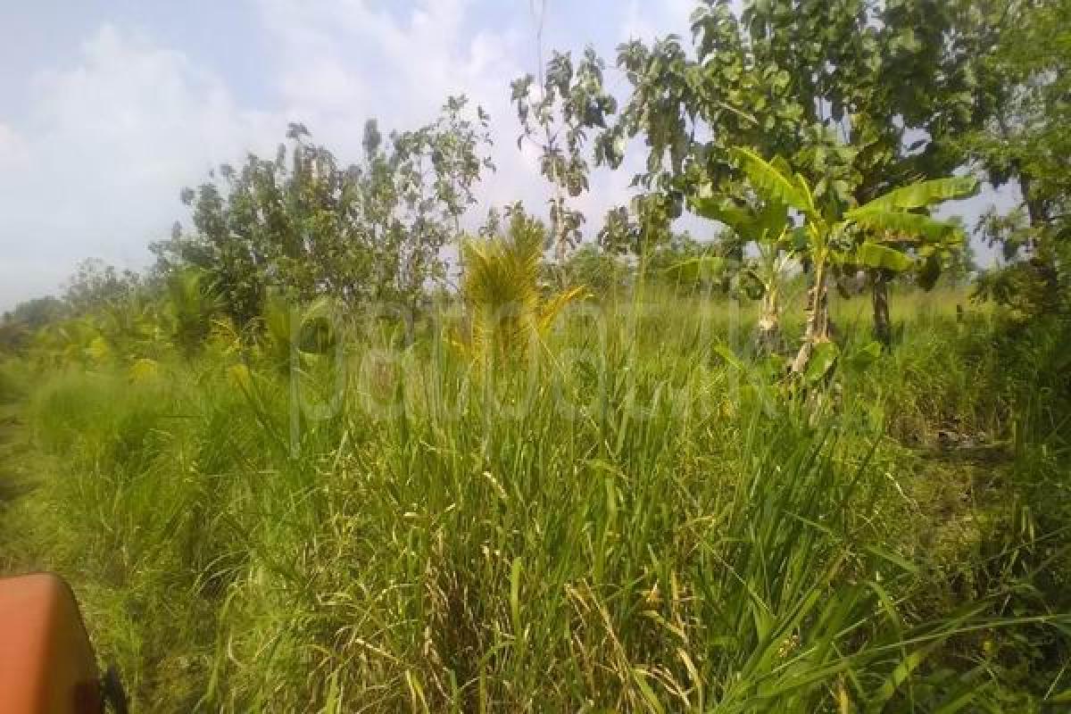 Agricultural Land for Sale in Puttalam