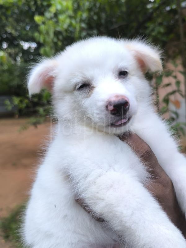 Lion Pomeranian