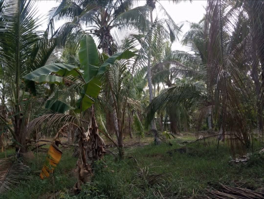 Commercial Land for Sale in Divulapitiya