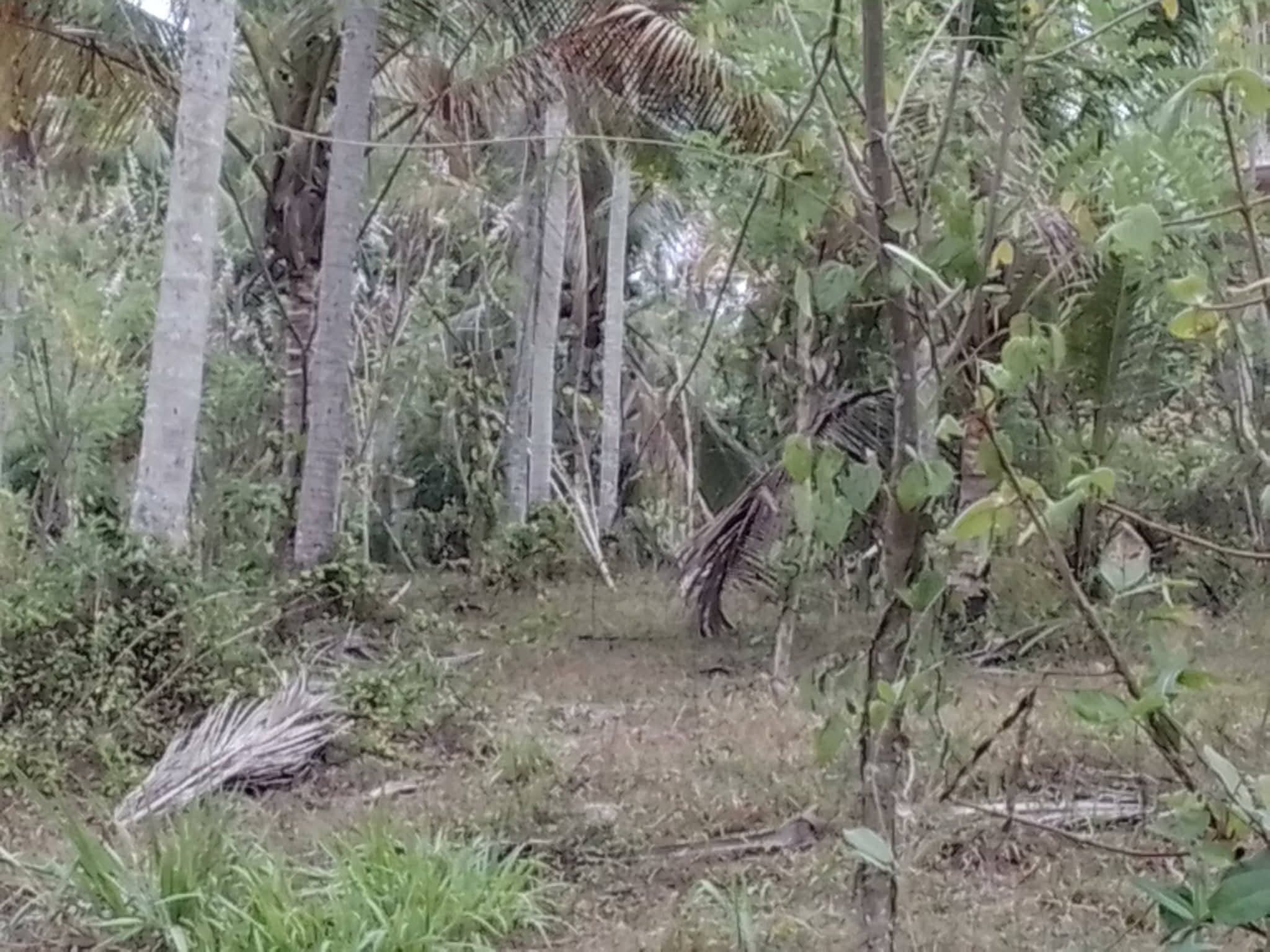 Agricultural Land for Sale in Nattandiya ads-image-1