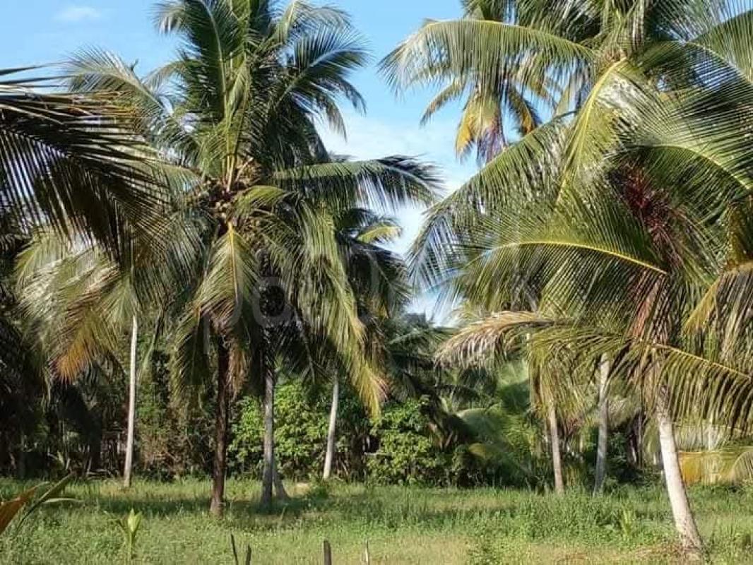 Agricultural Land for Sale in Kuliyapitiya