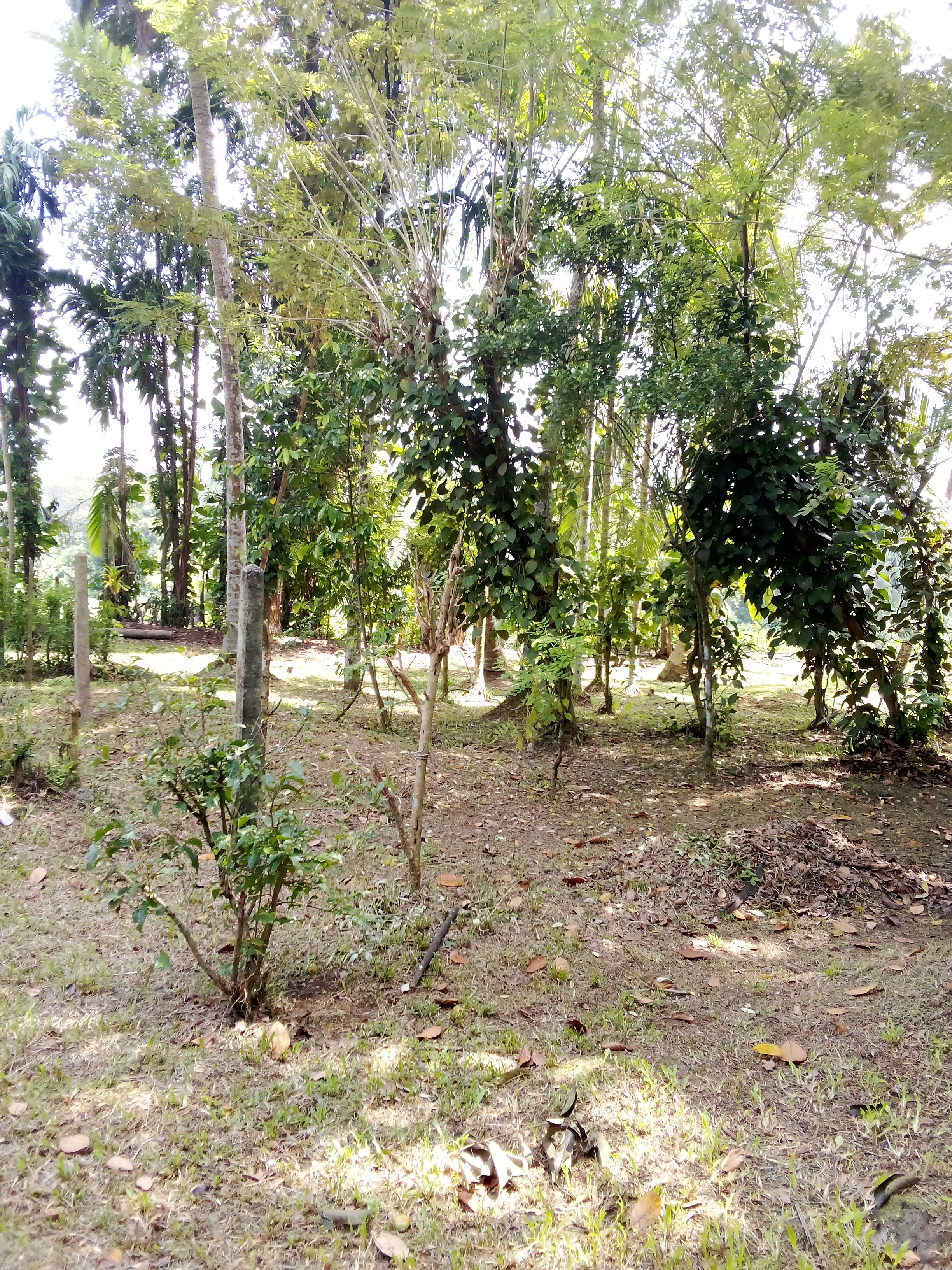 Commercial Land for Sale in Kosgama ads-image-1