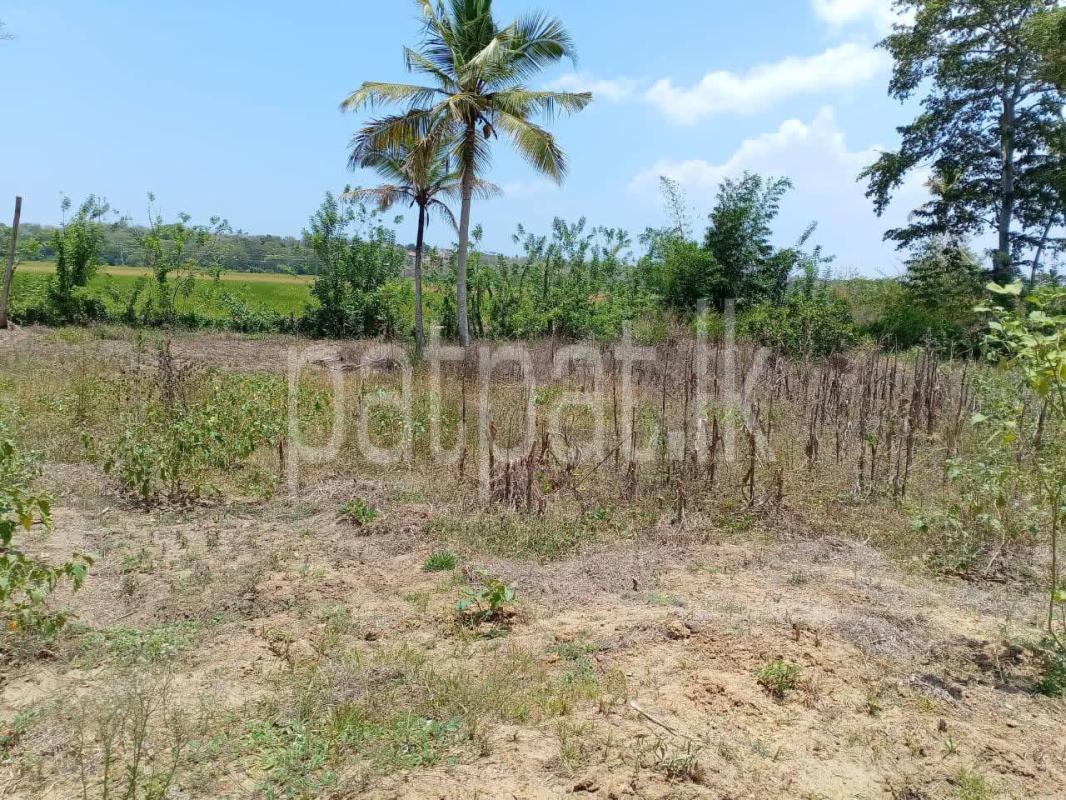 Agricultural Land for Sale in Tangalla