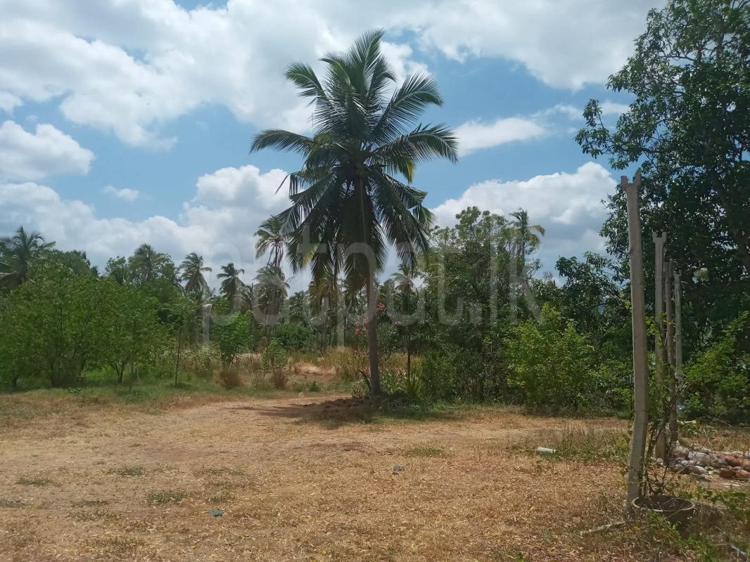 Agricultural Land for Sale in Kurunegala