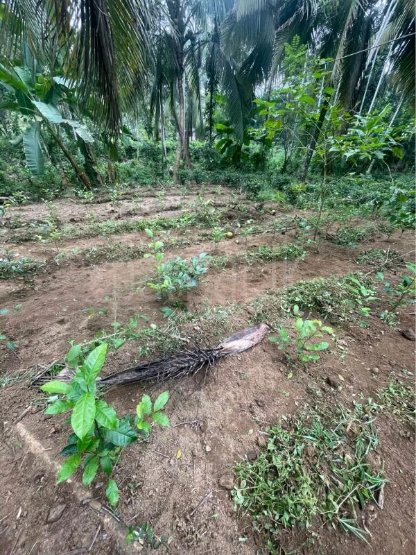 Agricultural Land for Sale in Polgahawela