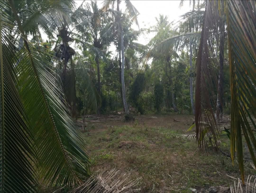 Commercial Land for Sale in Divulapitiya