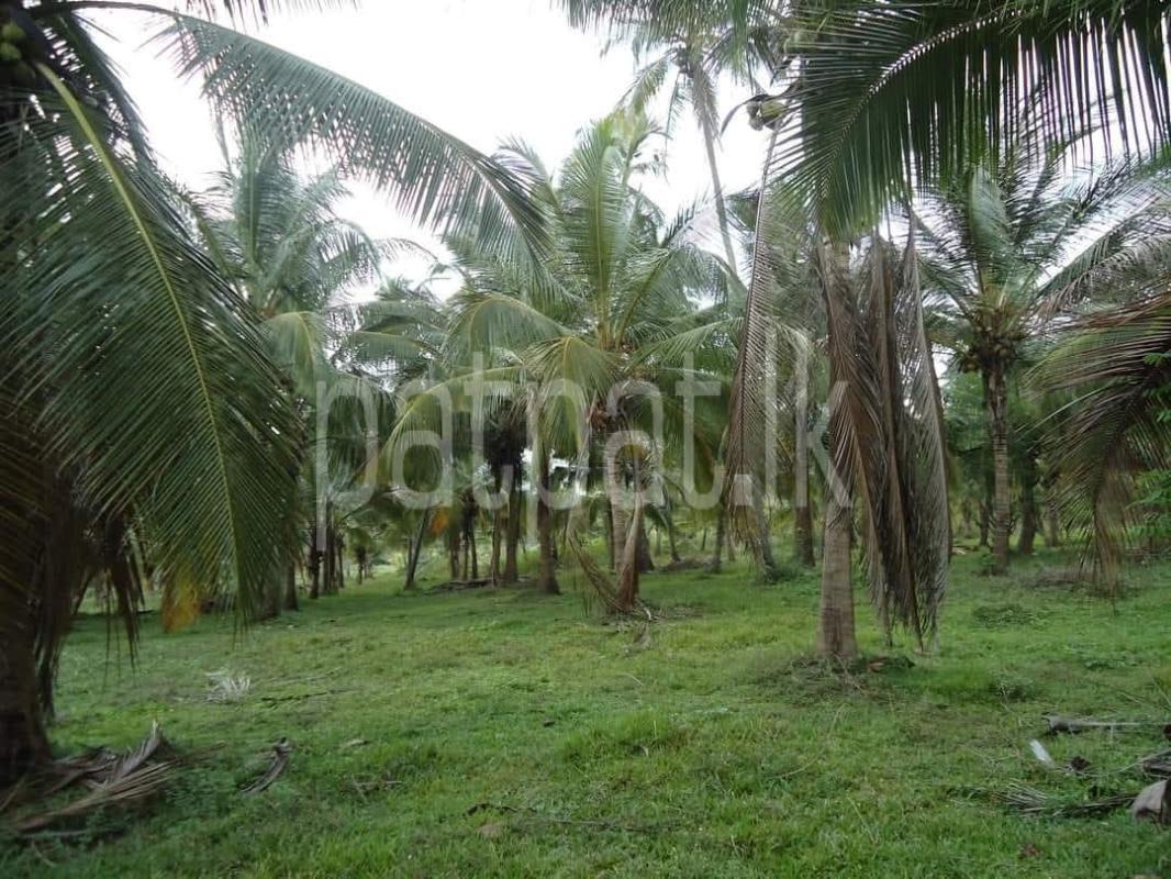 Agricultural Land for Sale in Kurunegala