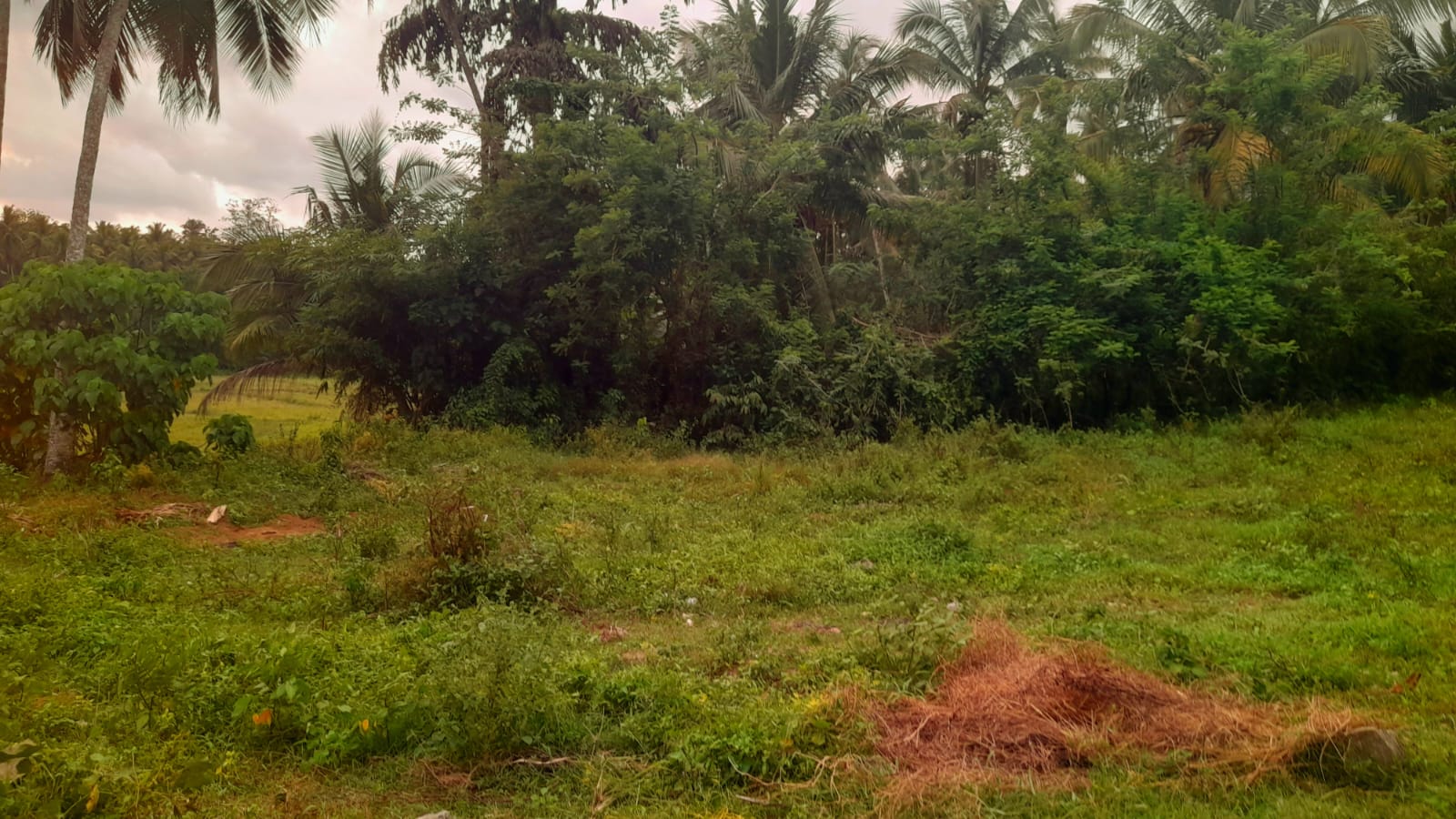 Agricultural Land for Sale in Dompe
