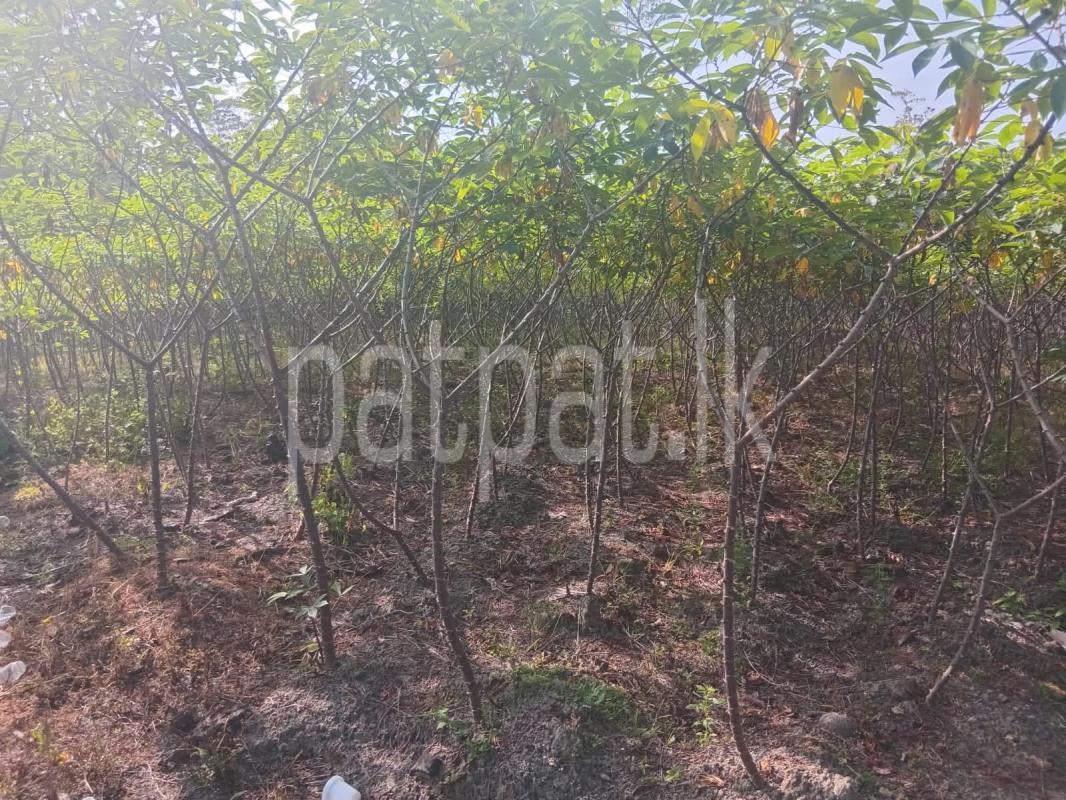 Agricultural Land for Sale in Horana