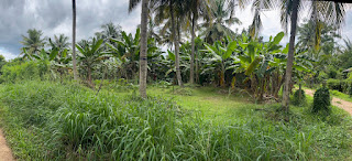 Residential Land for Sale in Udubaddawa