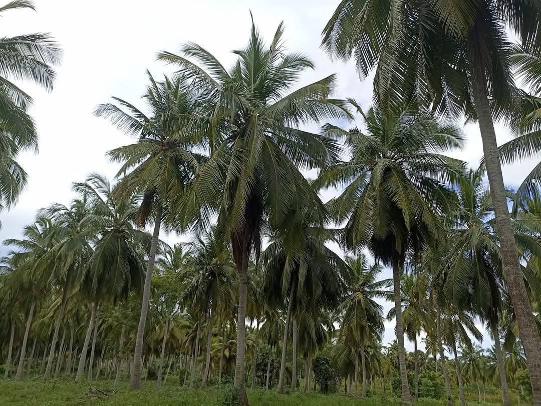 Agricultural Land for Sale in Puttalam