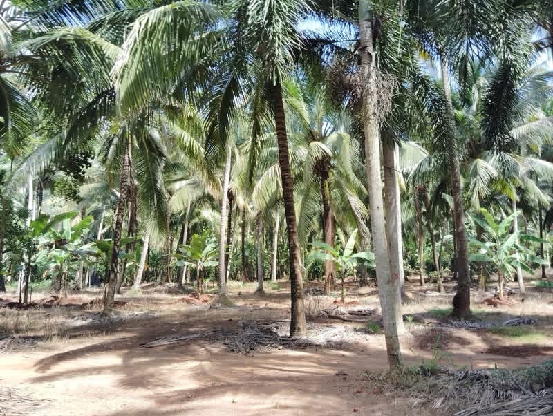 Agricultural Land for Sale in Melsiripura