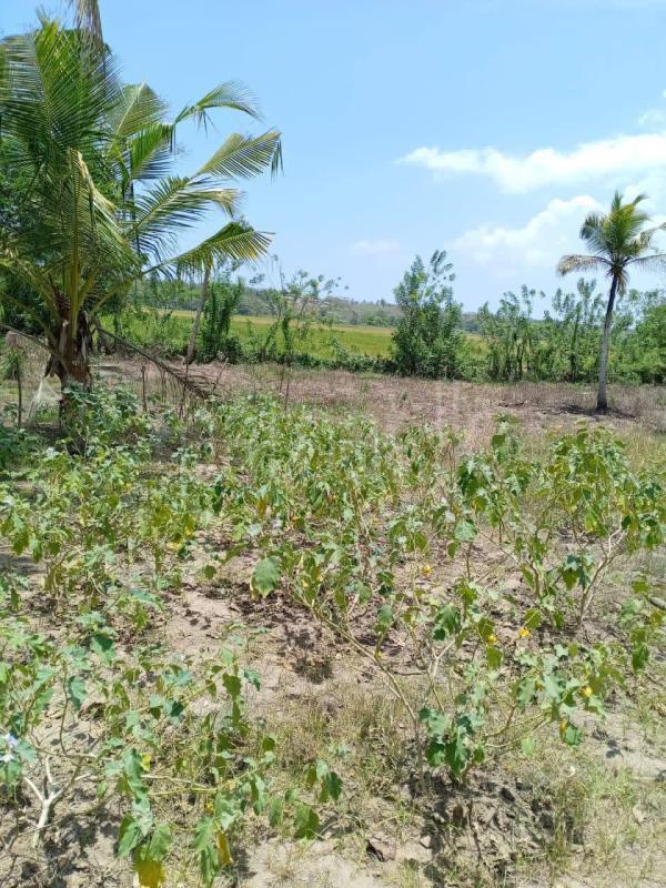 Agricultural Land for Sale in Tangalla ads-image-1