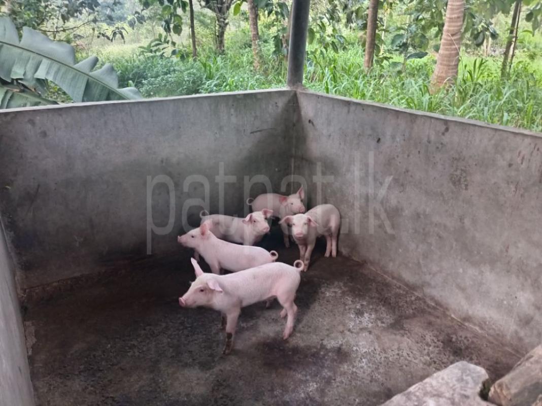 Piglets - ඌරු පැටවුන් ads-image-1