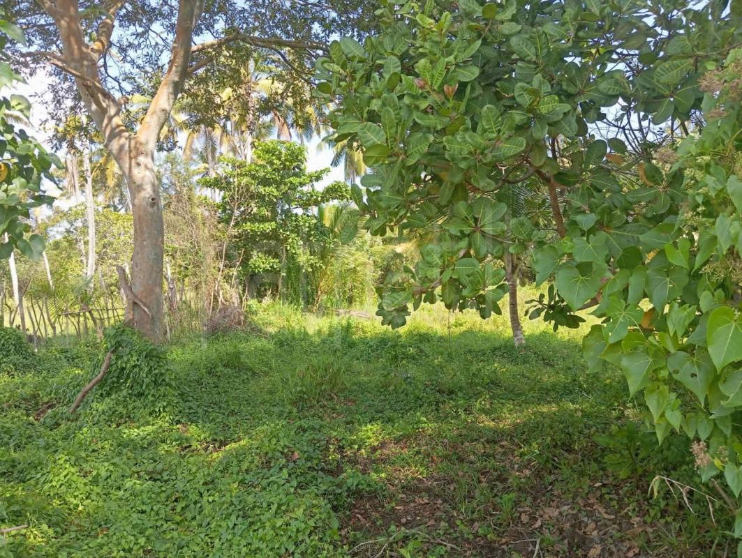 Agricultural Land for Sale in Gallella ads-image-1