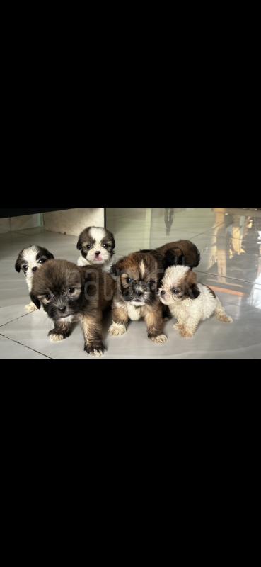 Shih Tzu puppies for sale 🐶✨🐾 ads-image-1
