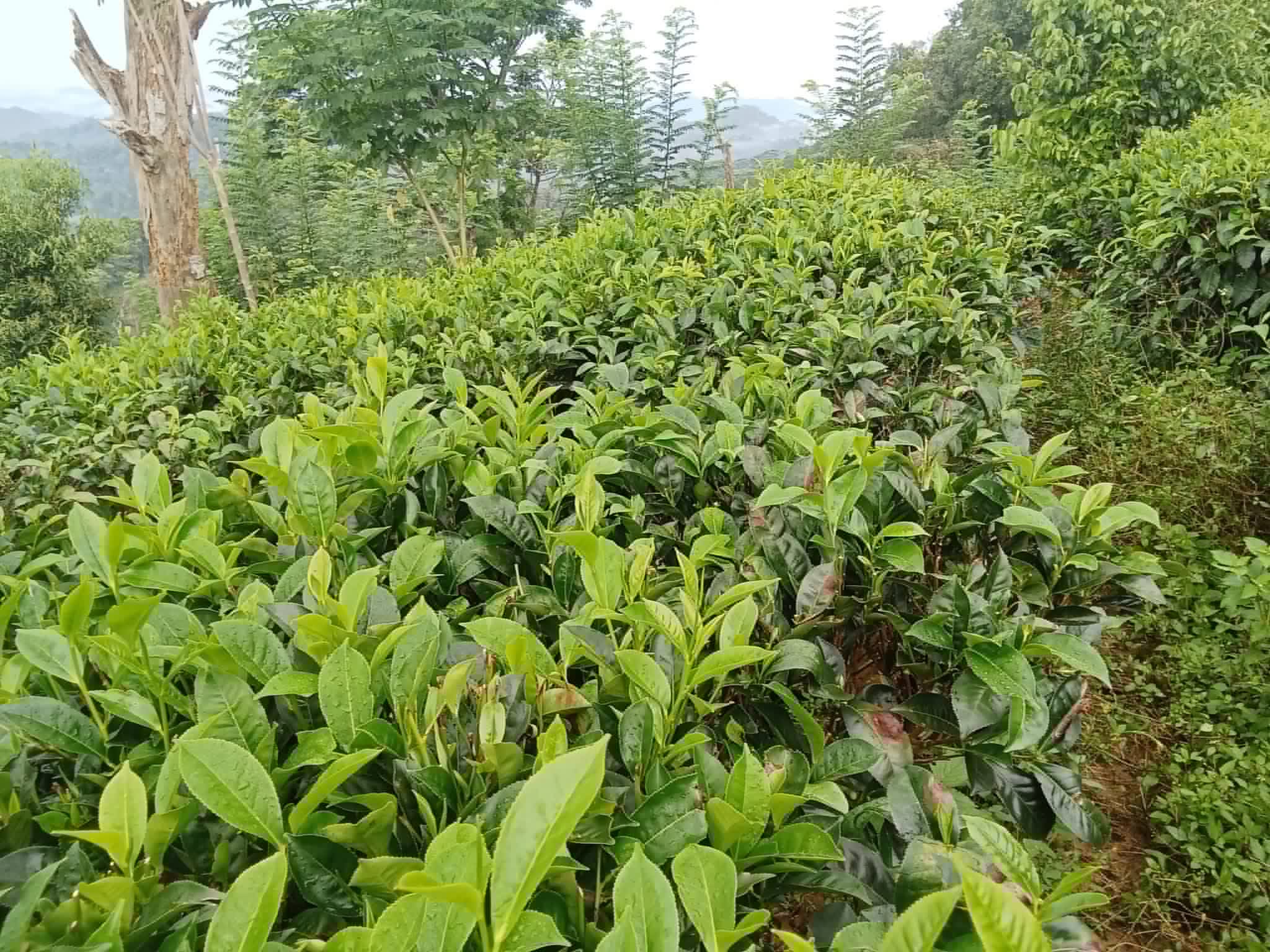 Agricultural Land for Sale in Deniyaya