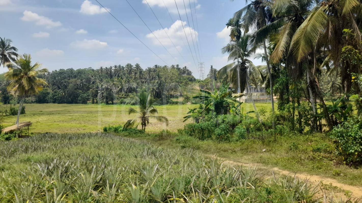 Agricultural Land for Sale in Dompe