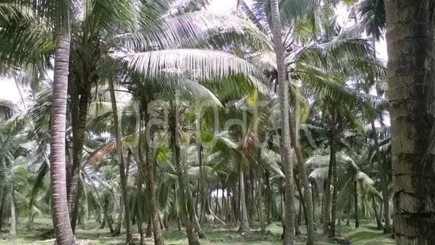 Agricultural Land for Sale in Maspotha