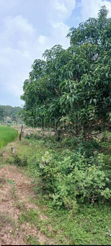 Agricultural Land for Sale in Sella Kataragama